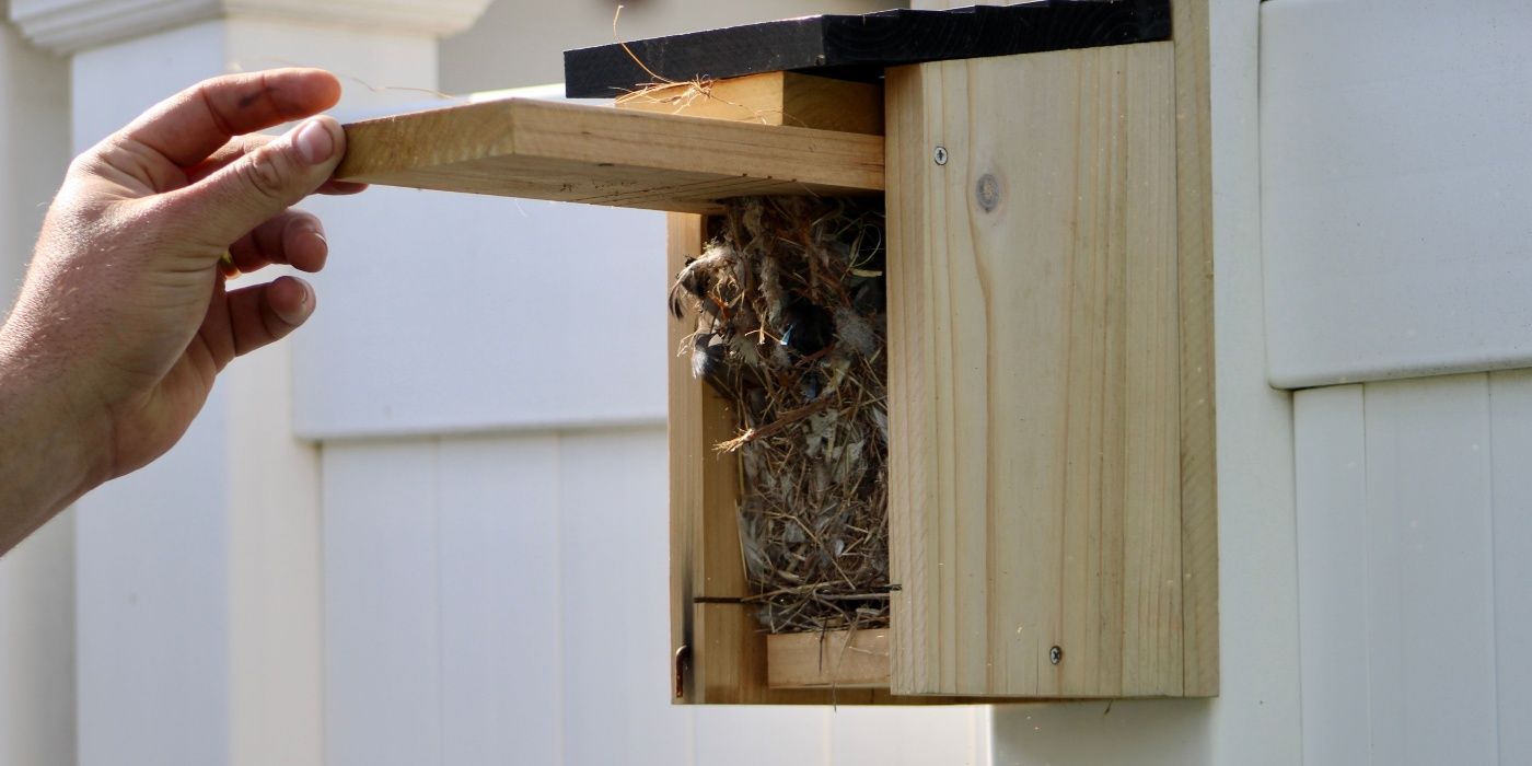 March Maintenance A Guide to Cleaning Out Your Bird Houses