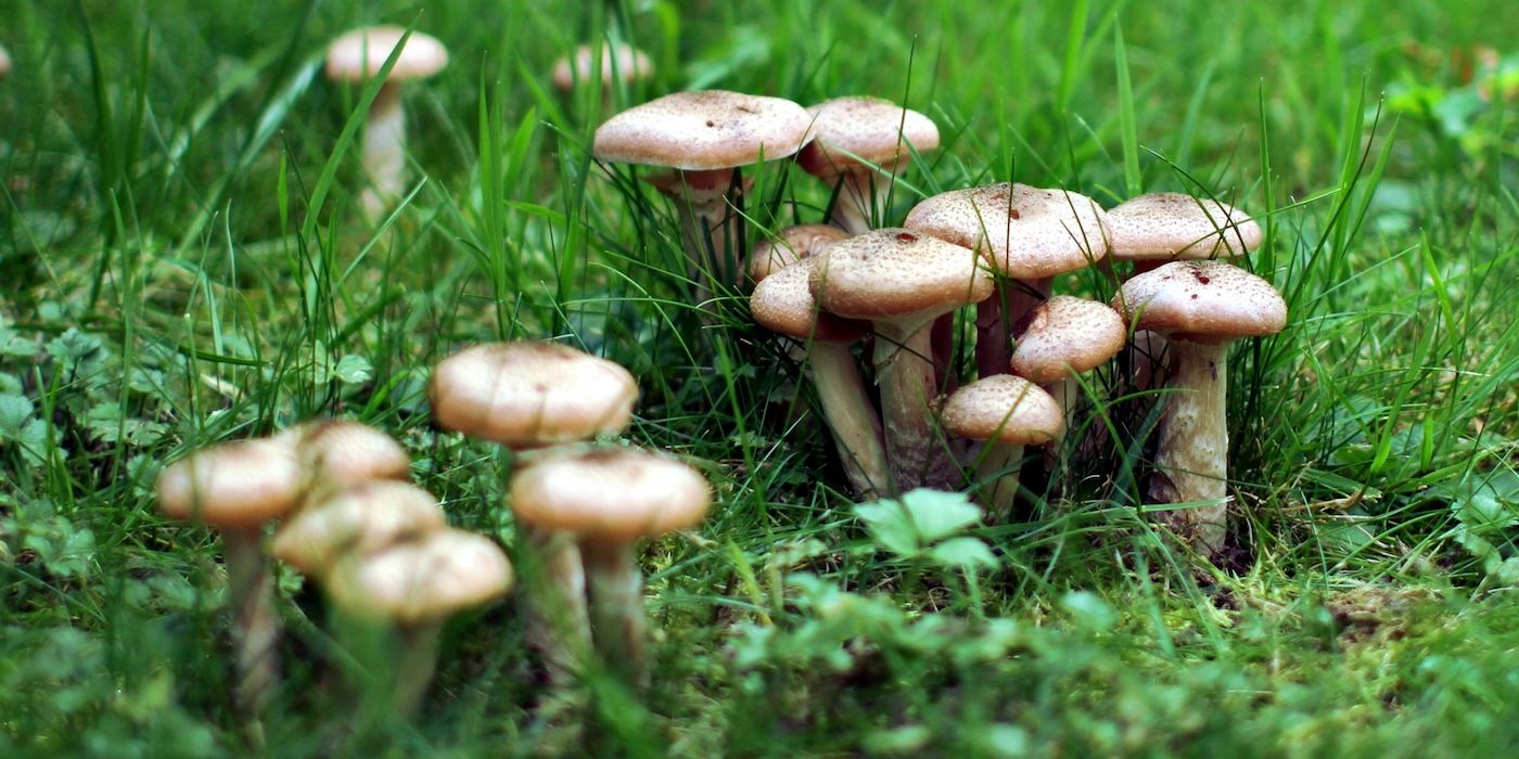 Understanding Garden Mushrooms and How They Benefit Your Plants