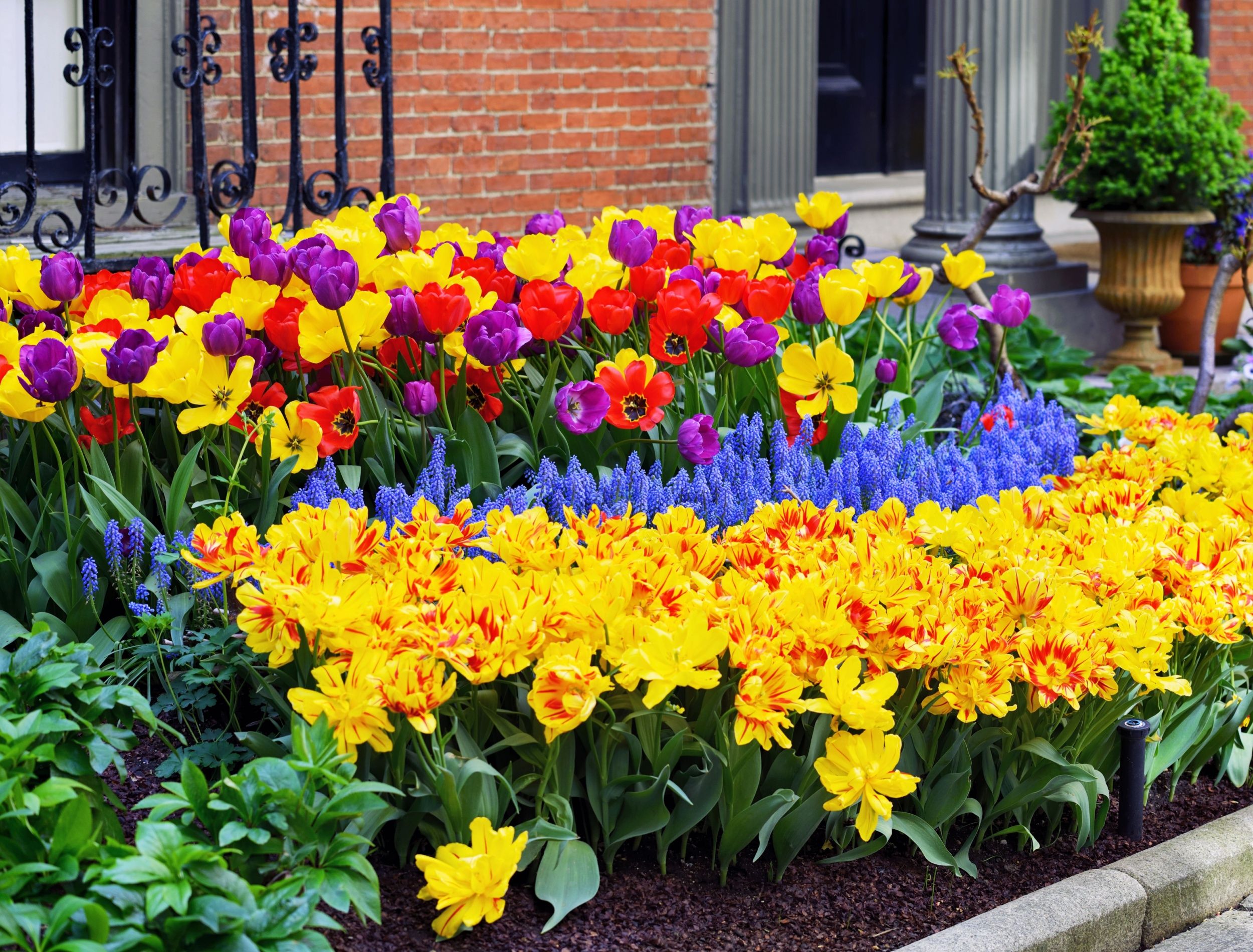 colorful plant choices for outdoor garden