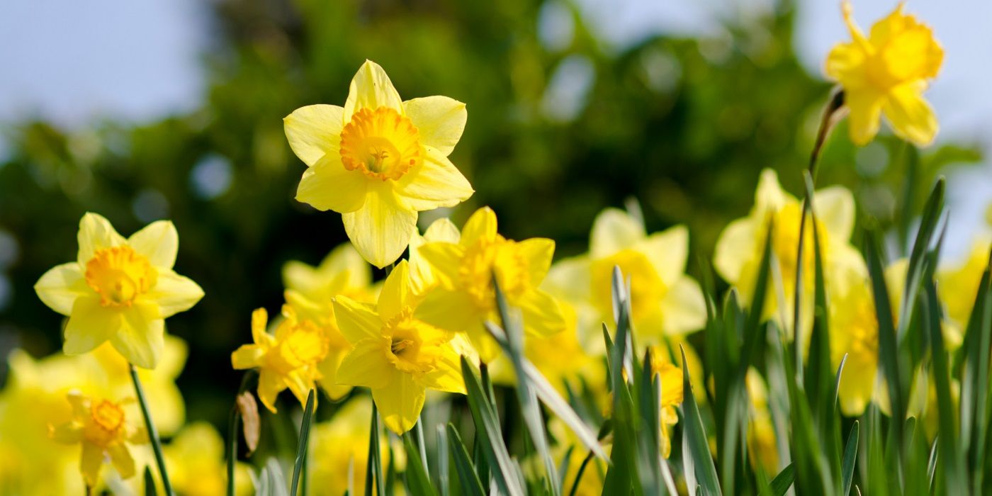 Daffodils growing in the sun