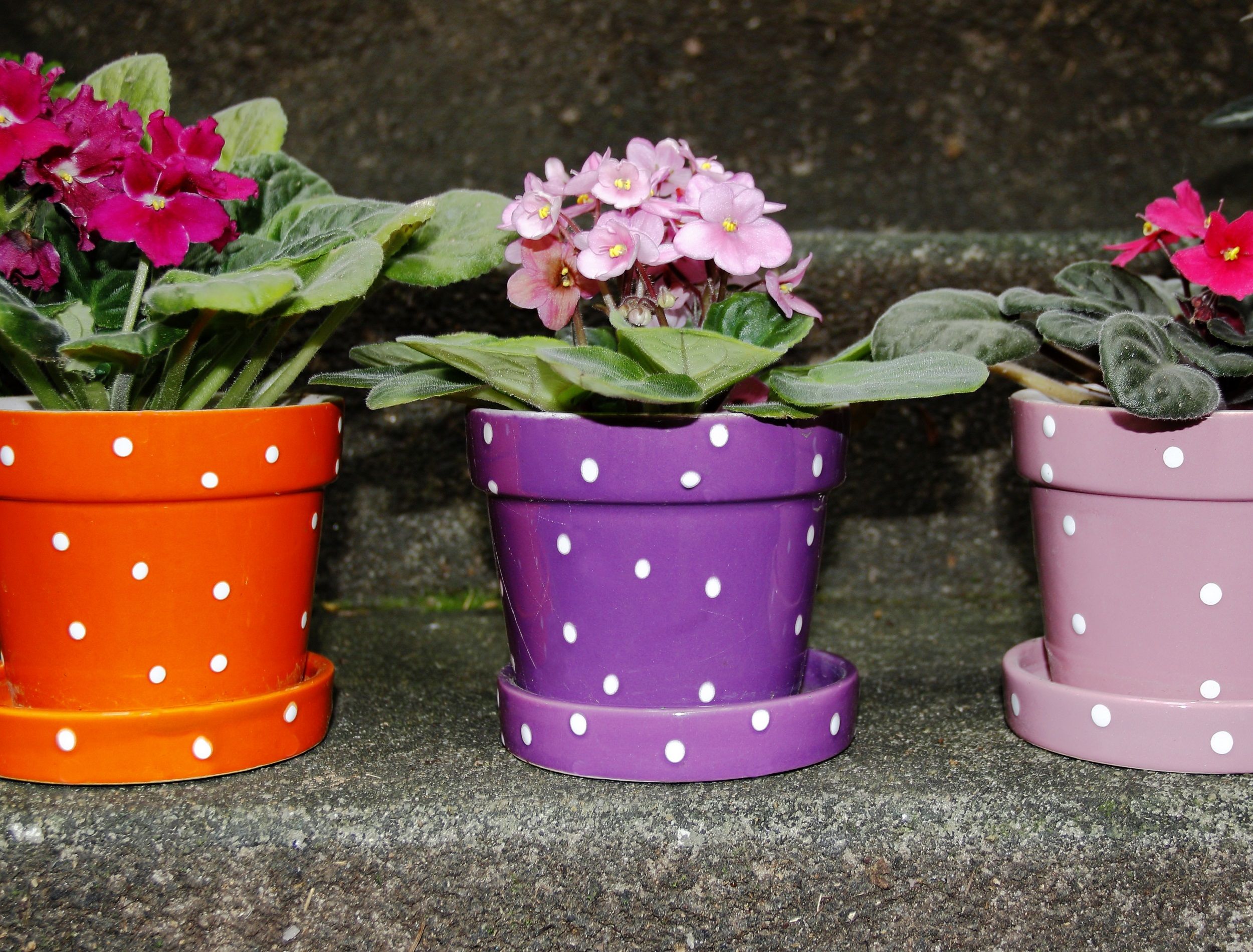 Decorated flower pots on stairs