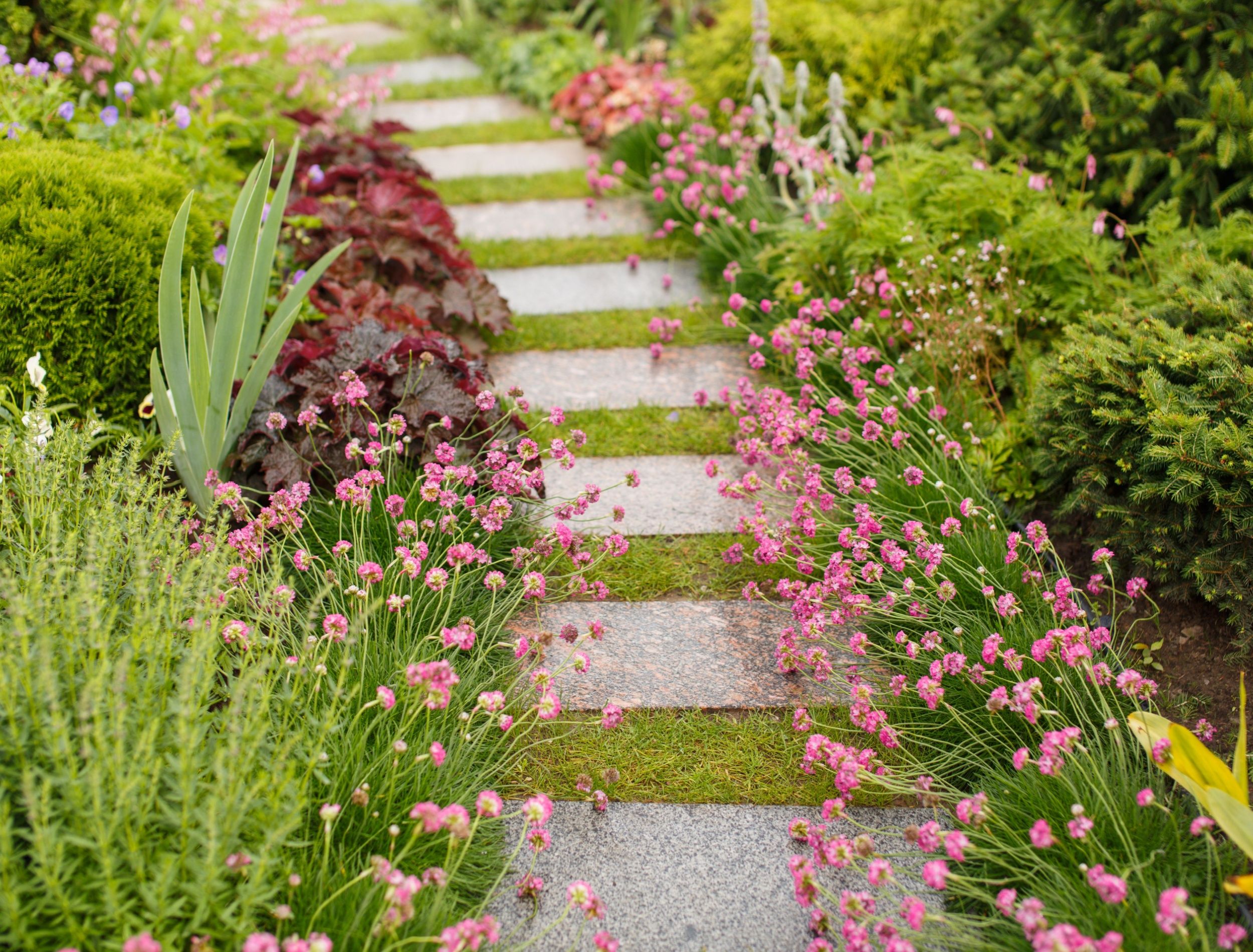garden pathway adorned with flowers 