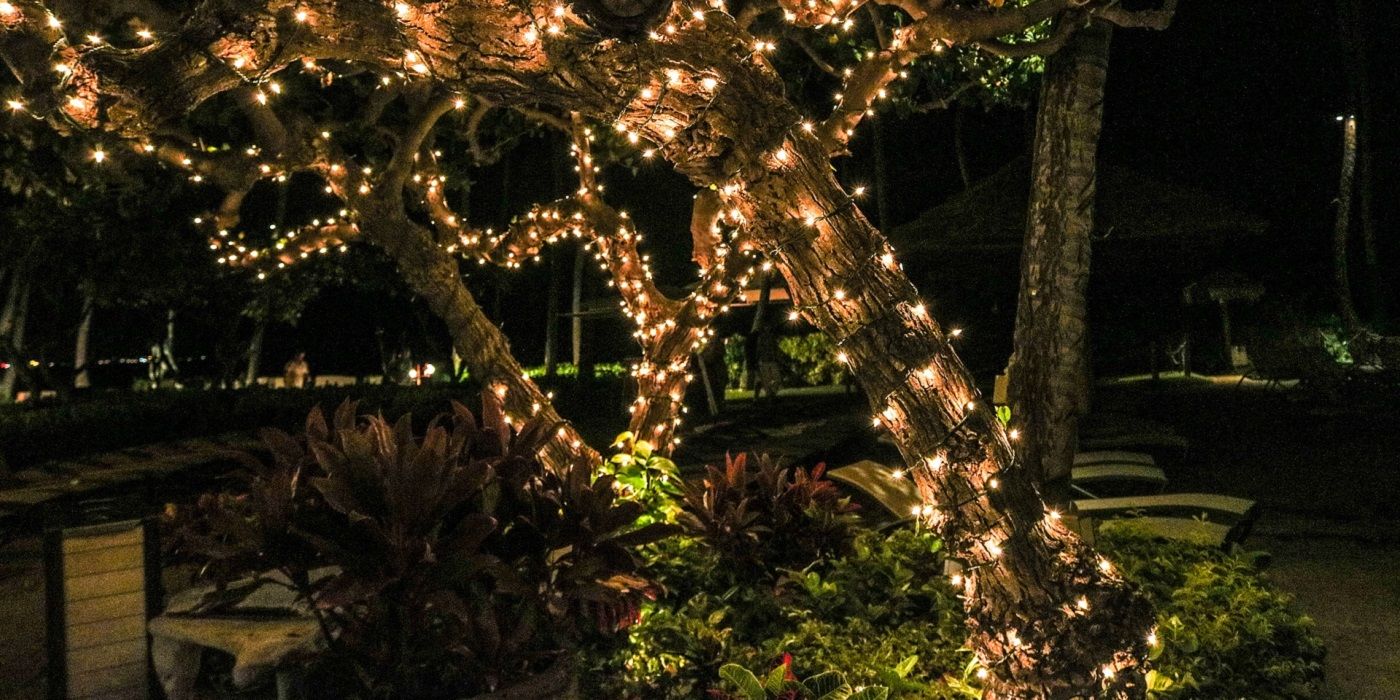 Garden tree with string lights wrapped around it