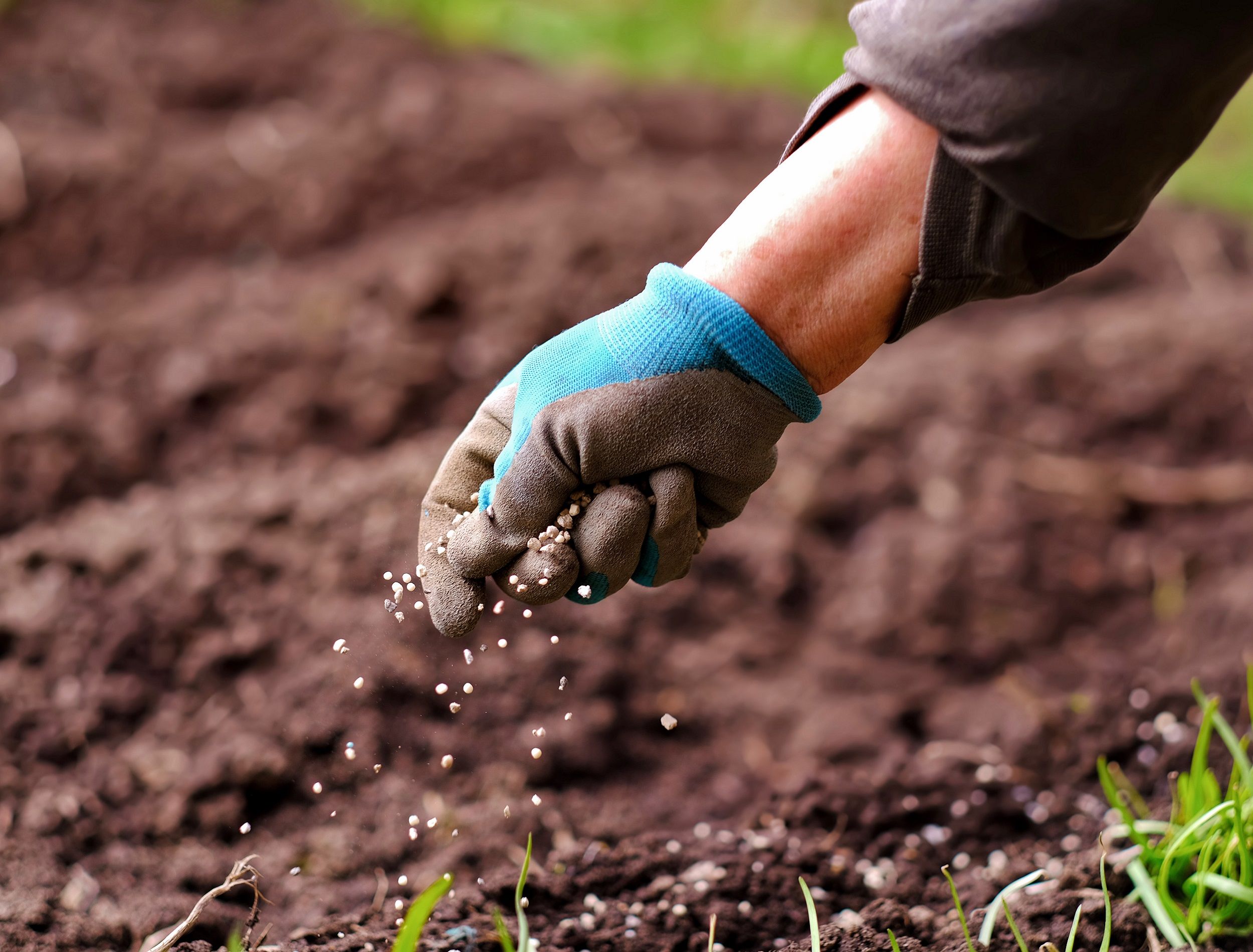 Gloved hand planting seeds outdoors