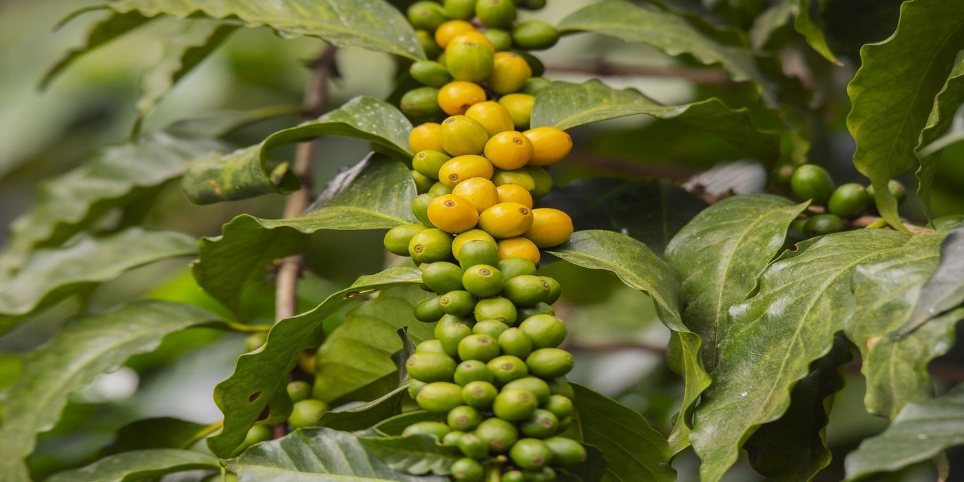 Exploring Coffee Bean Varieties: From Arabica to Liberica