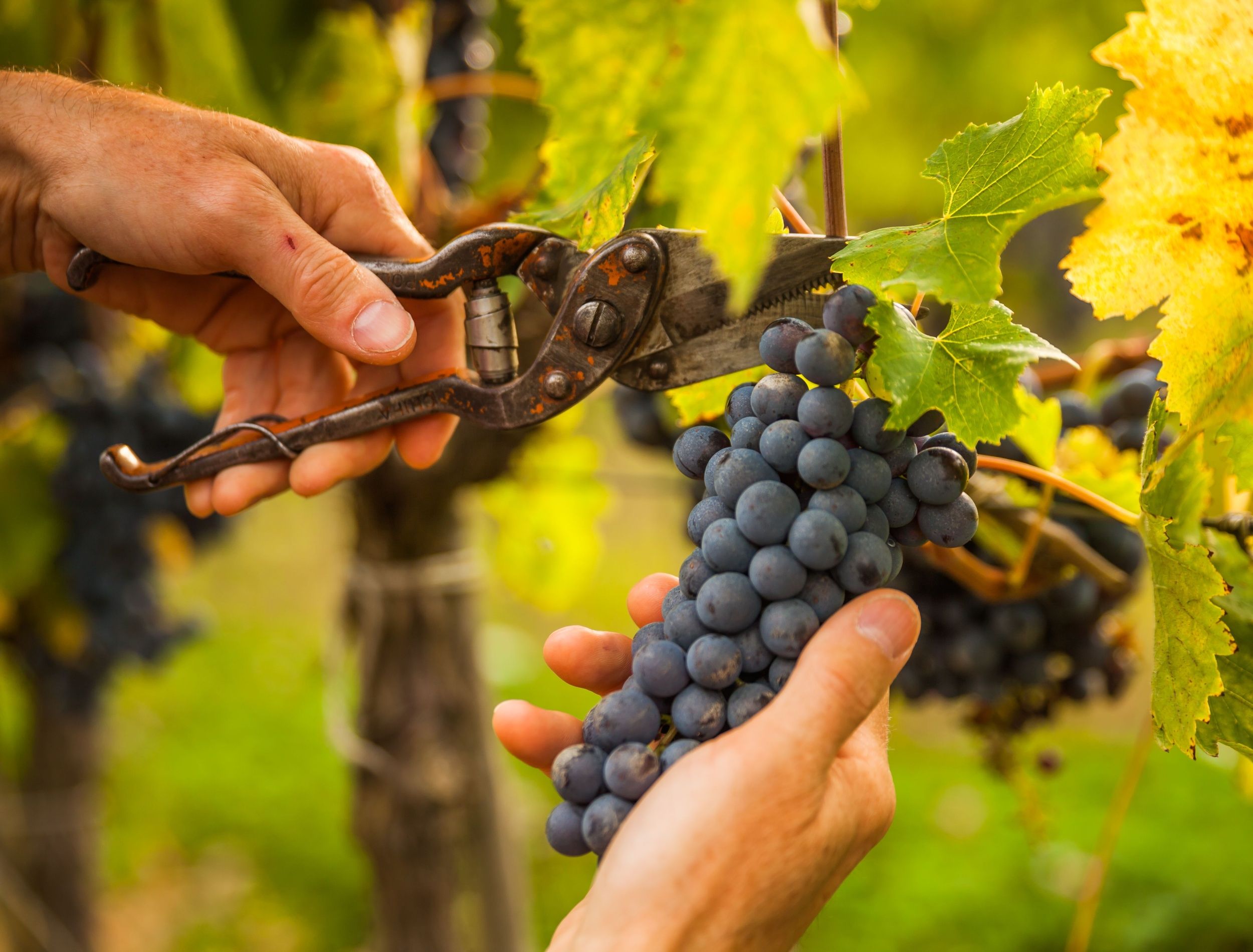 Seedless Grapes: Friend Or Foe To Your Backyard Flock? - 75l92wd