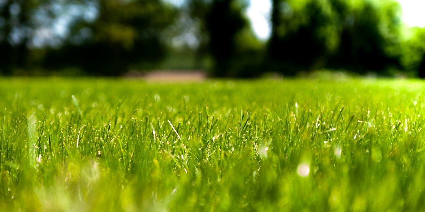 Healthy lawn from ground level view