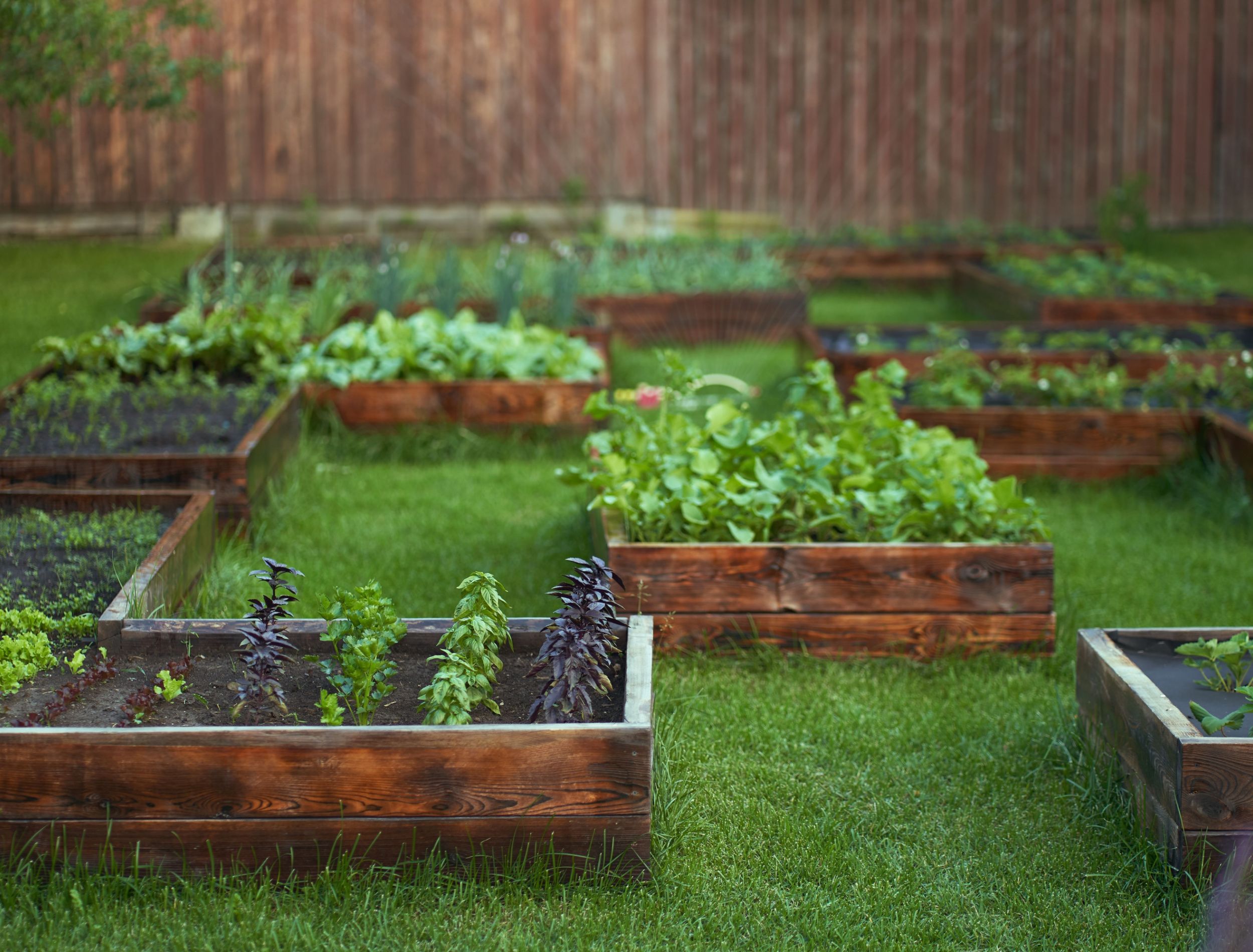 a-guide-to-effective-crop-rotation-in-home-gardening