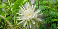 Queen Of The Night Secrets Of The Beautiful Rare Flower