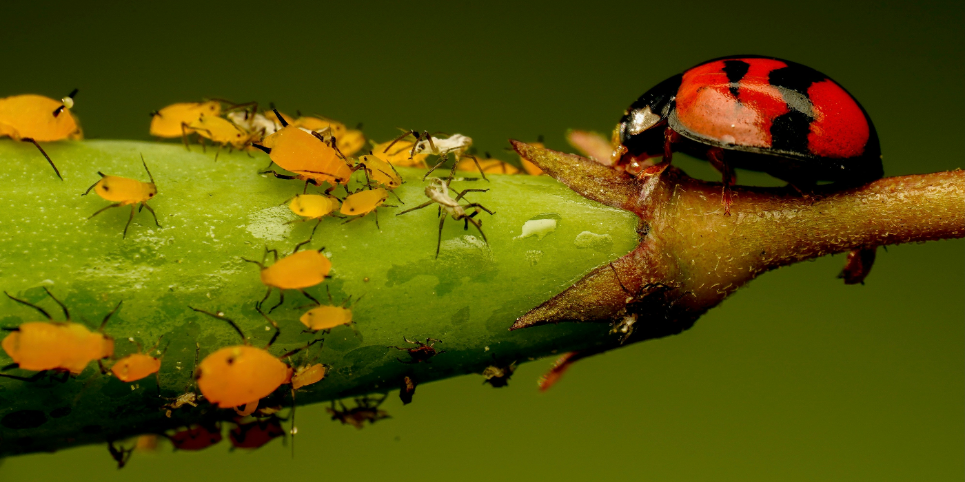 Garden Pest Detection: How To Spot And Identify Common Bugs