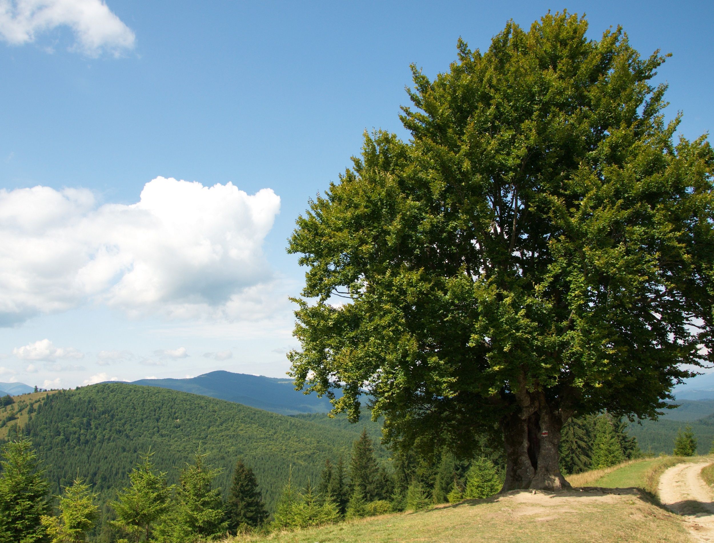 Large hornbeam tree growing on a hillside