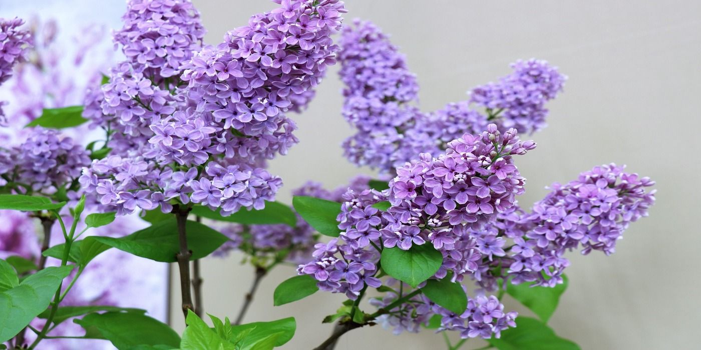 Creating a Vibrant Garden Oasis with Lilac Shrubs