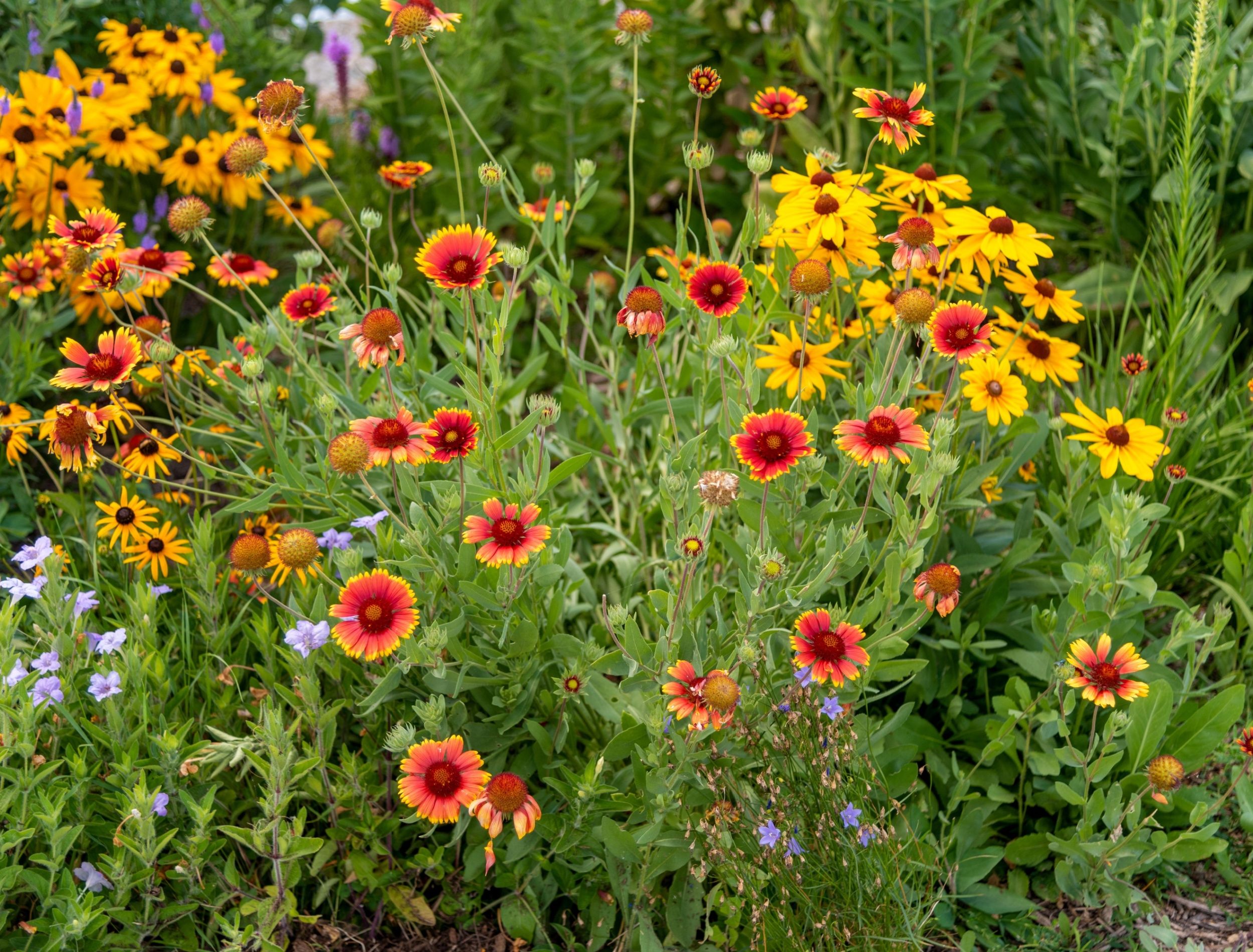 Transform Your Landscape With Native Plants