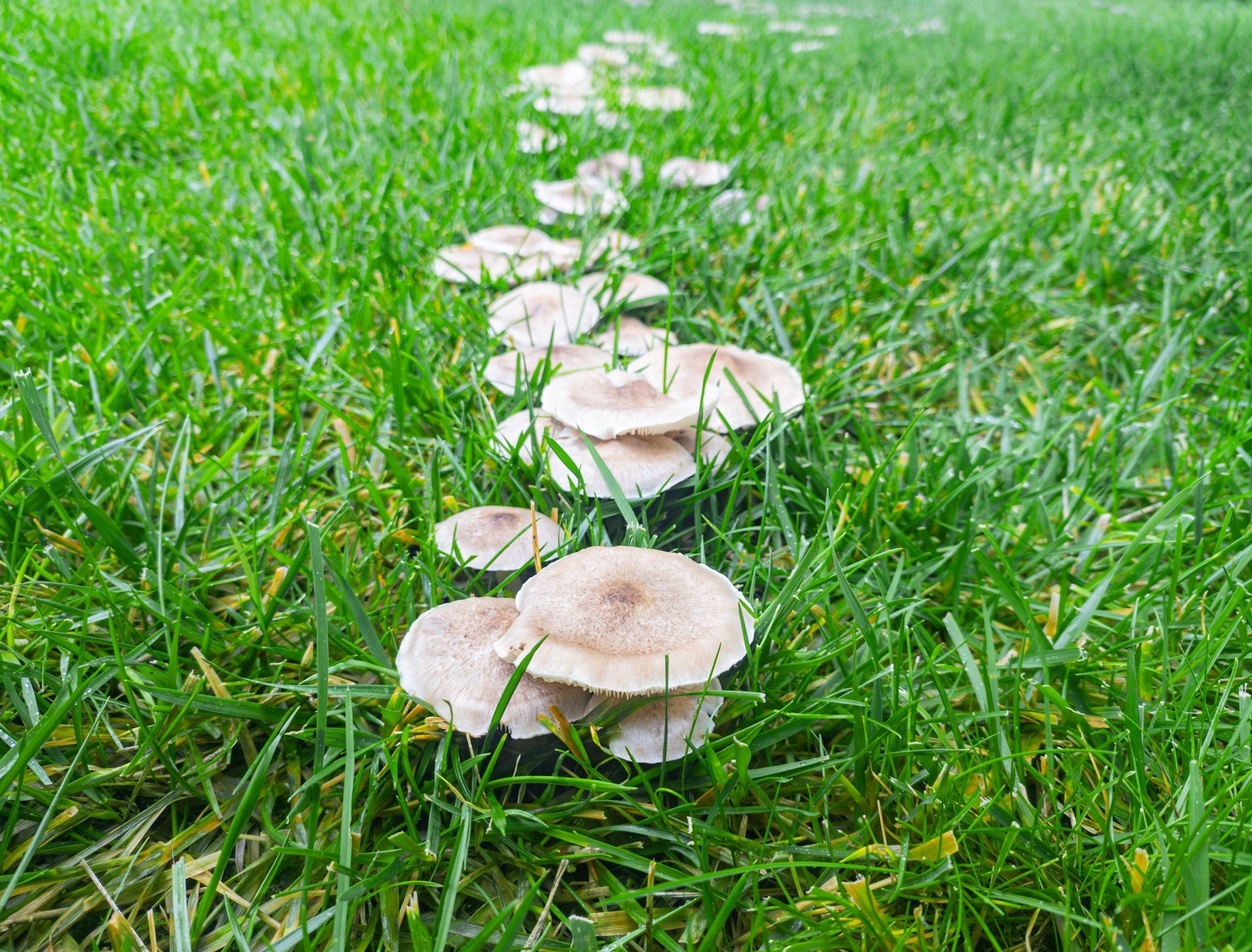mushrooms growing on the lawn