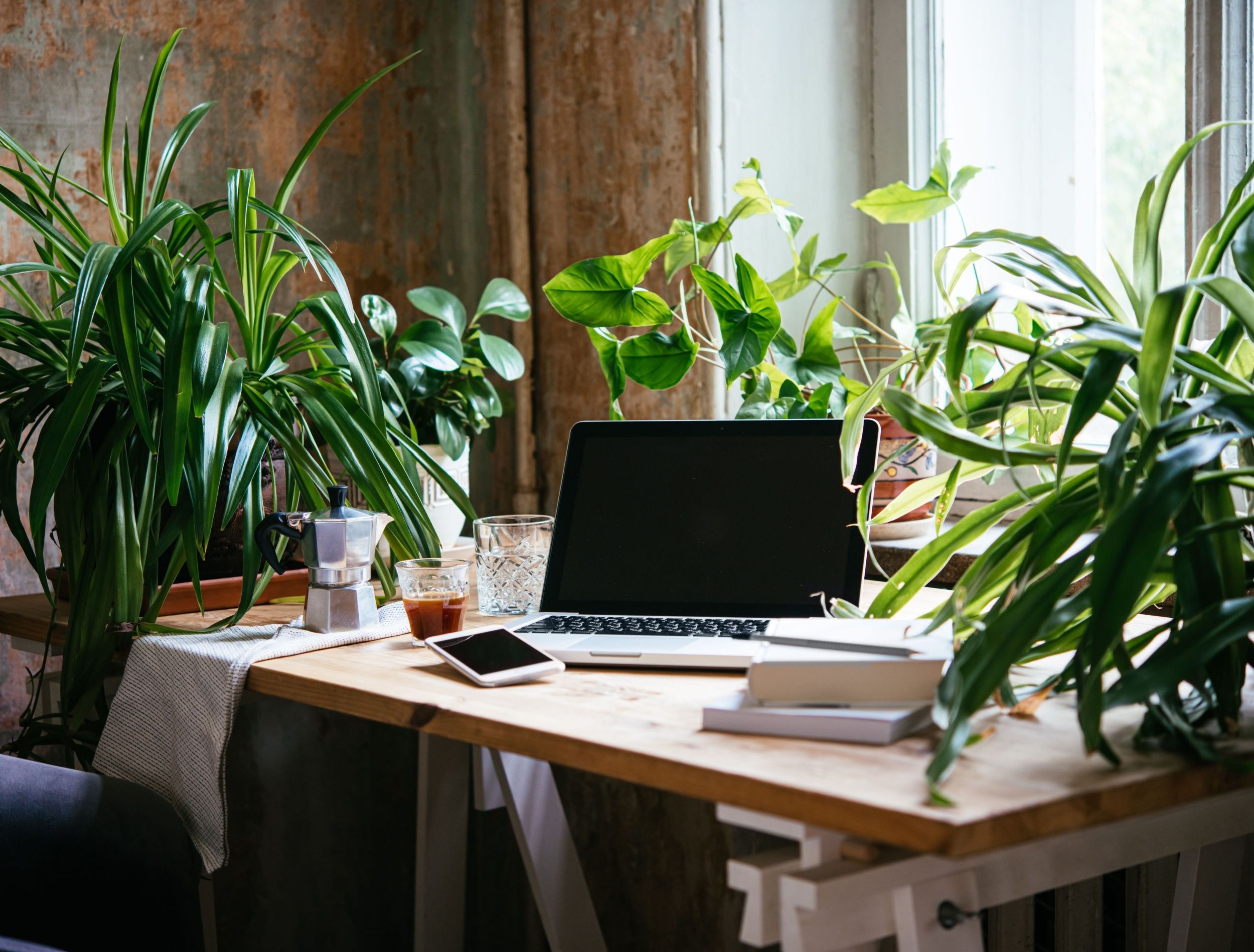 Zen at Work: 9 Plants That Promote Tranquility in Your Office