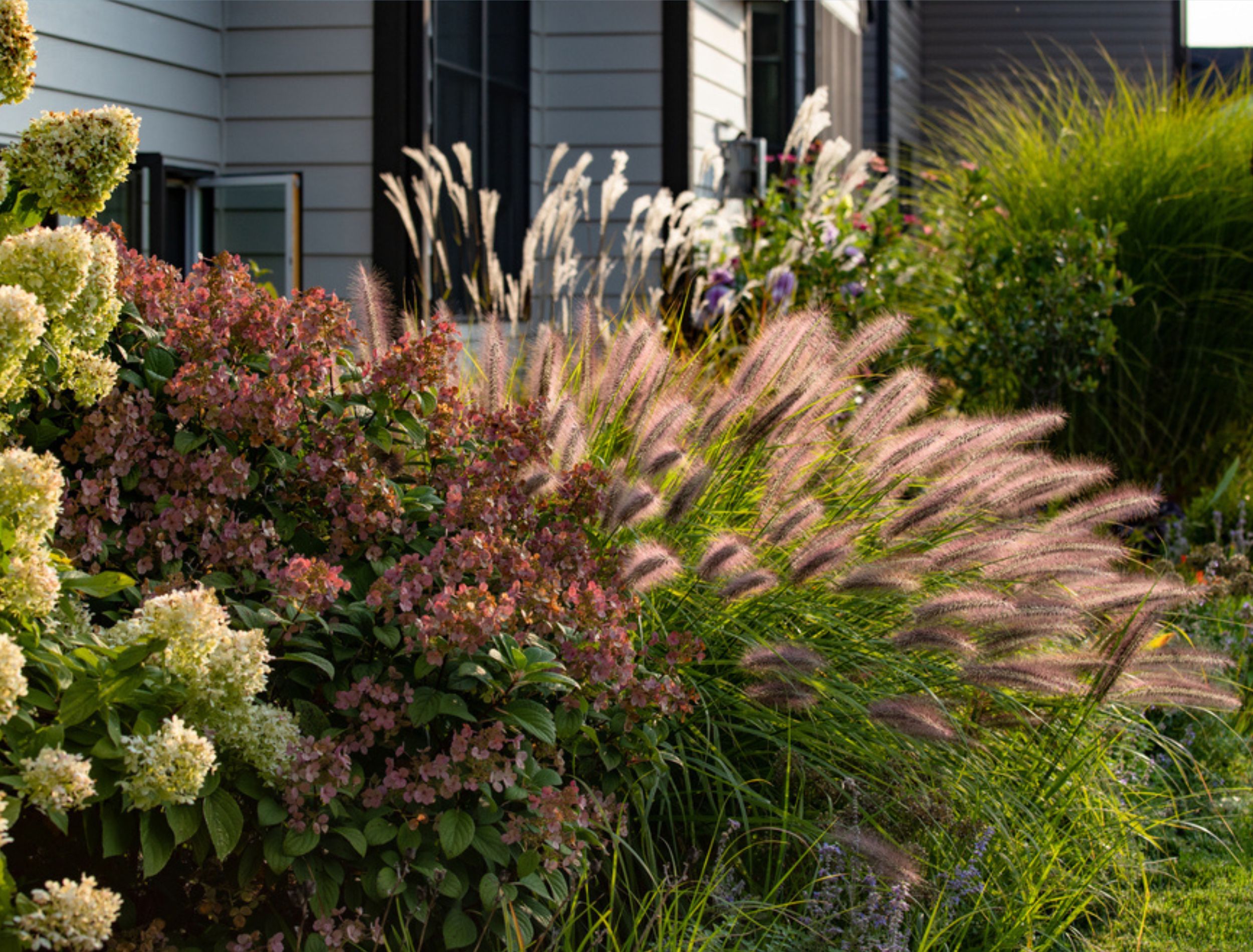 Ornamental grasses in front of house