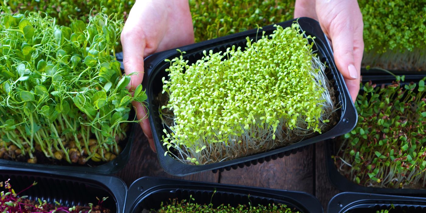 Microgreens: Learn About Growing Vegetables At Home