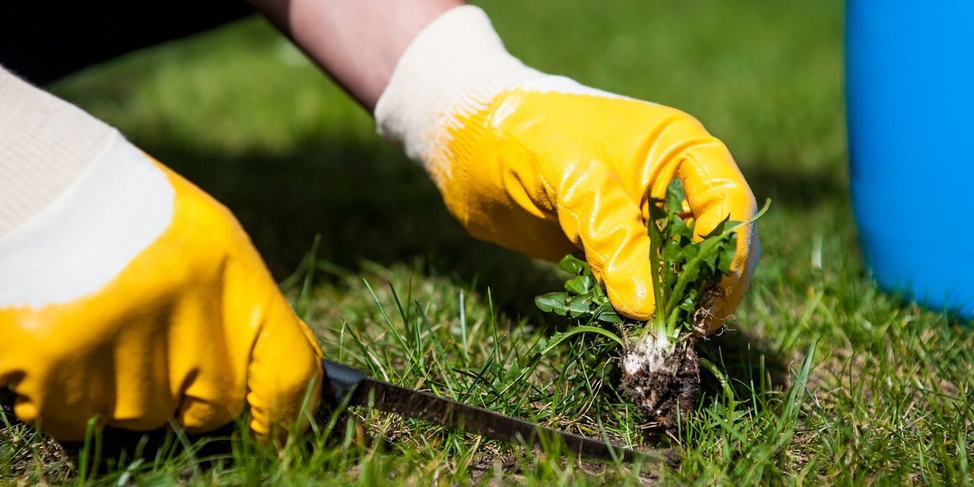 Person in gloves digging weeds out of the lawn