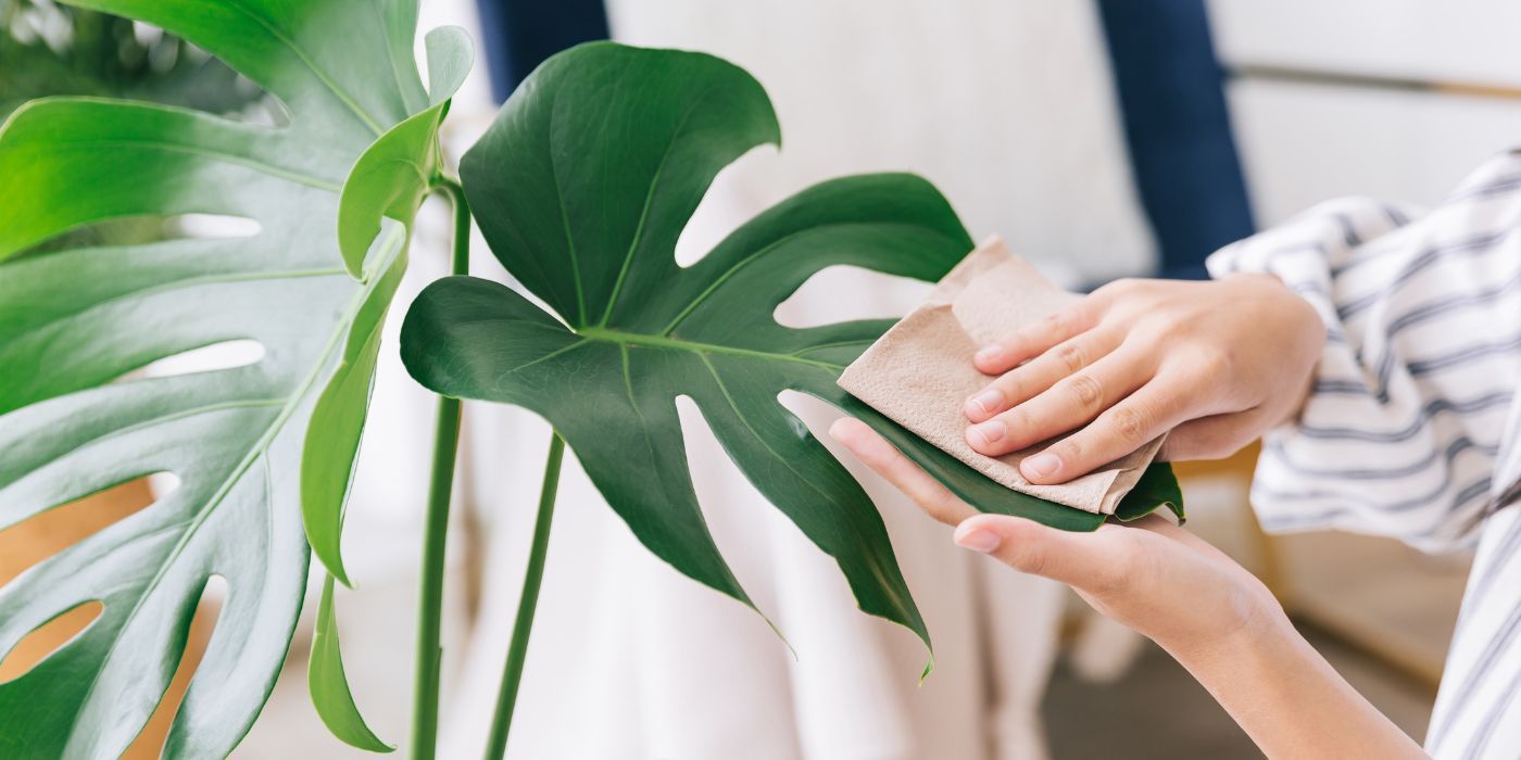 Spring Cleaning Checklist How to Clean Plant Leaves