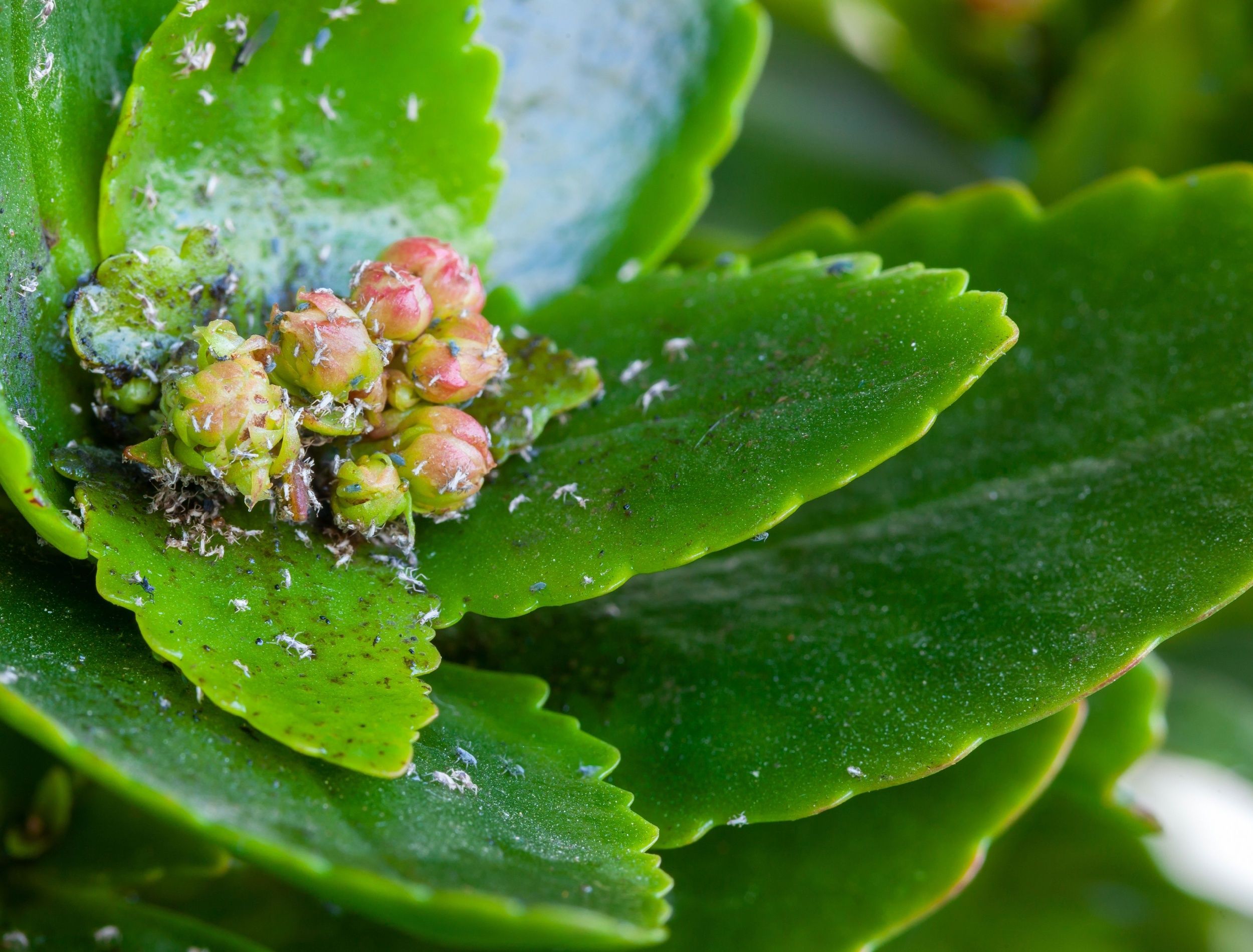 pests on succulent plant leaves