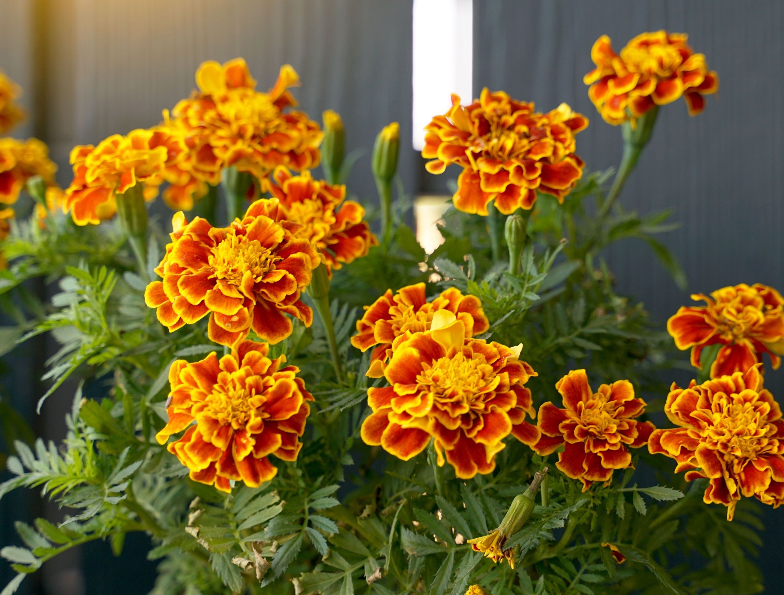 planted marigolds 