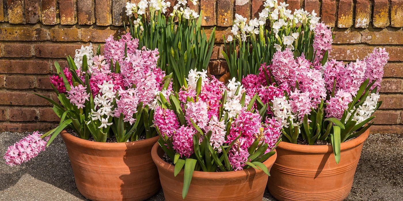 Plant Spring Flowers in Pots to Create a Mobile Garden