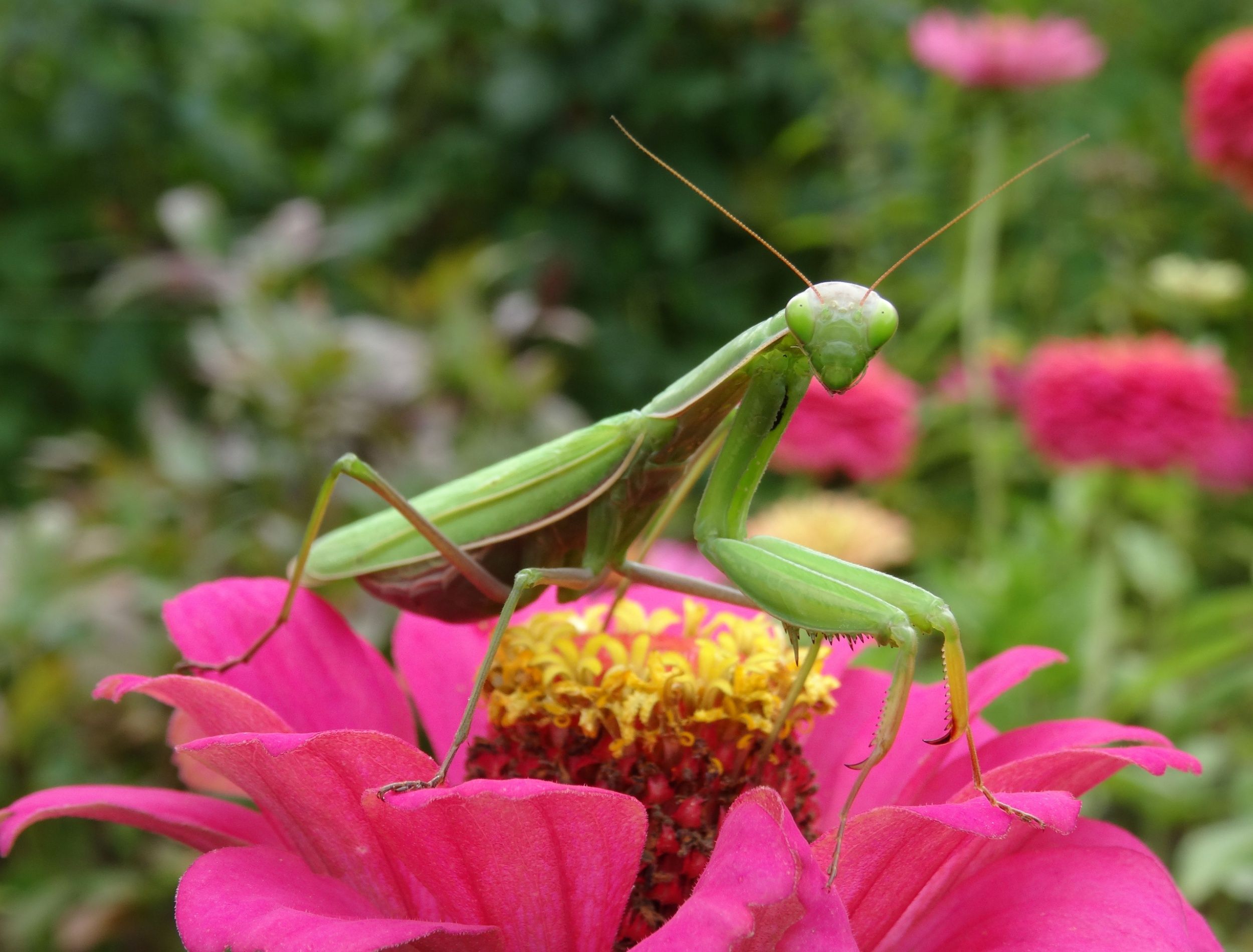 praying mantis on flower in garden