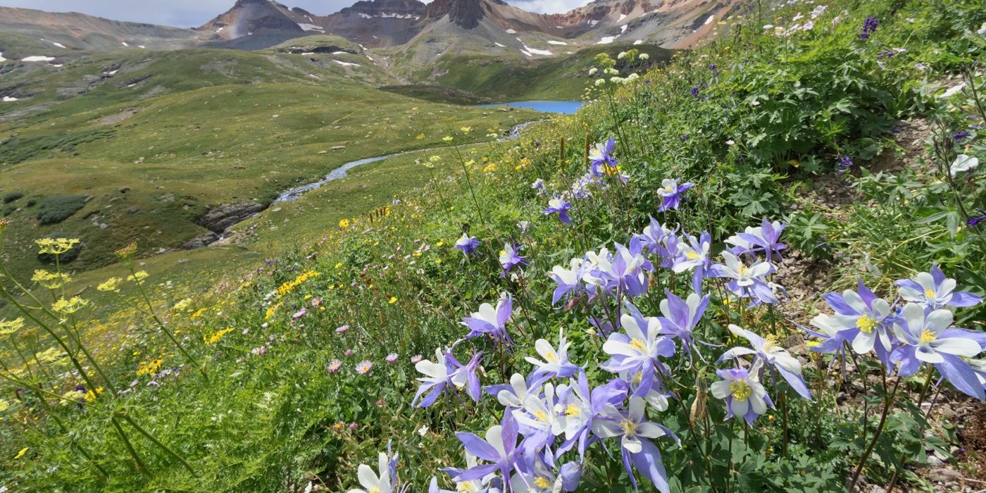 Purple columbine flowers growing on a hill with a mountain backdrop