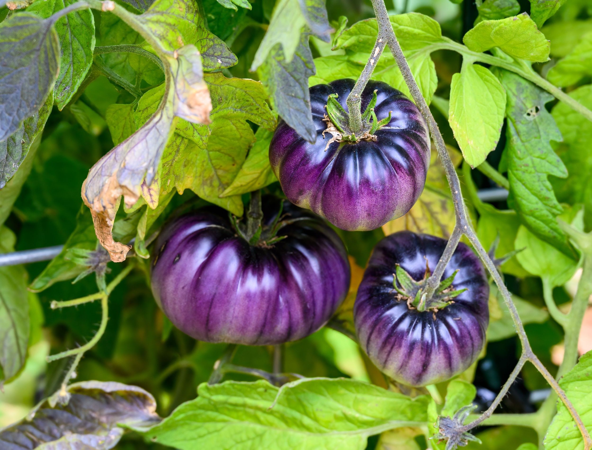 purple tomatoes on the vine