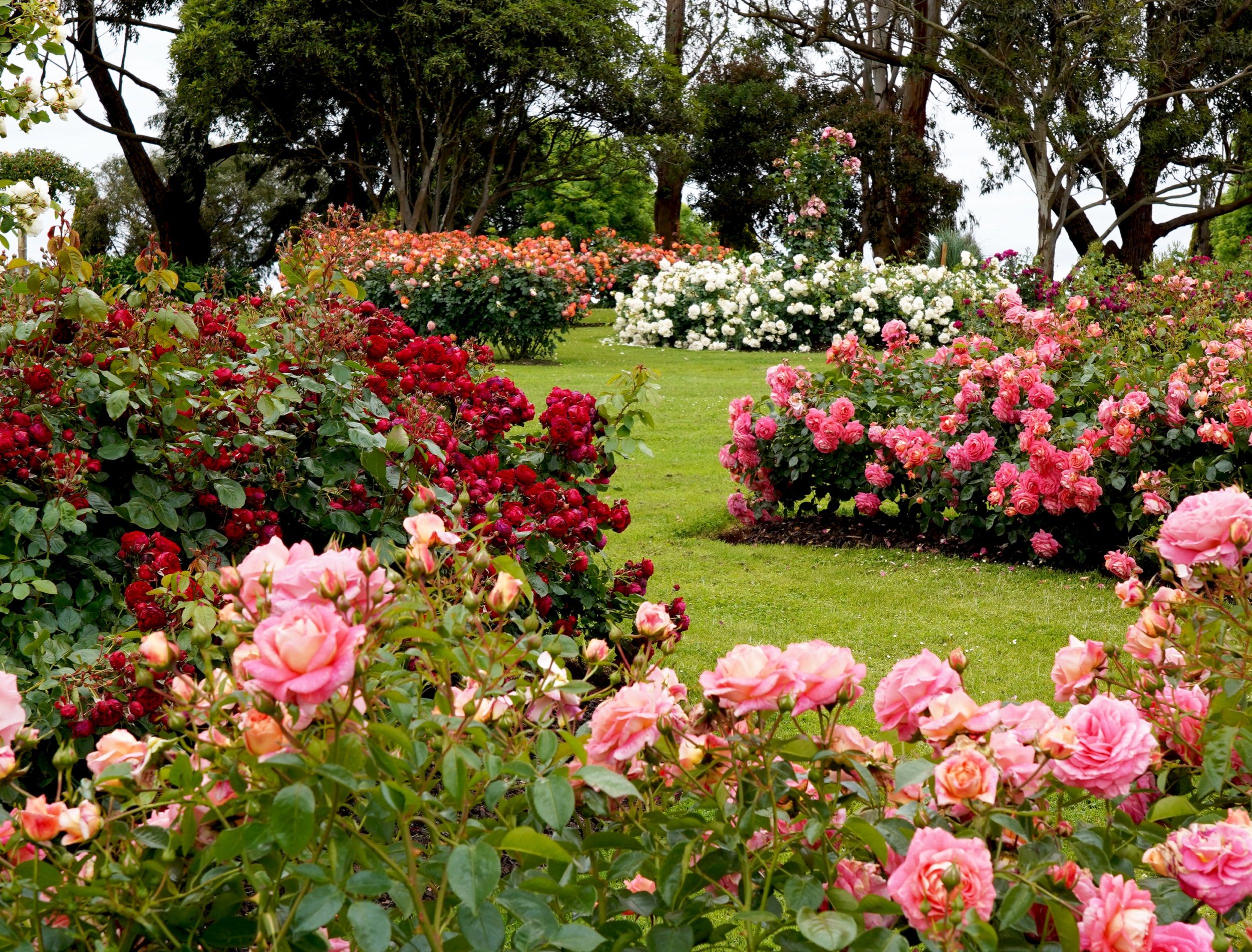 An image of a rose garden. 