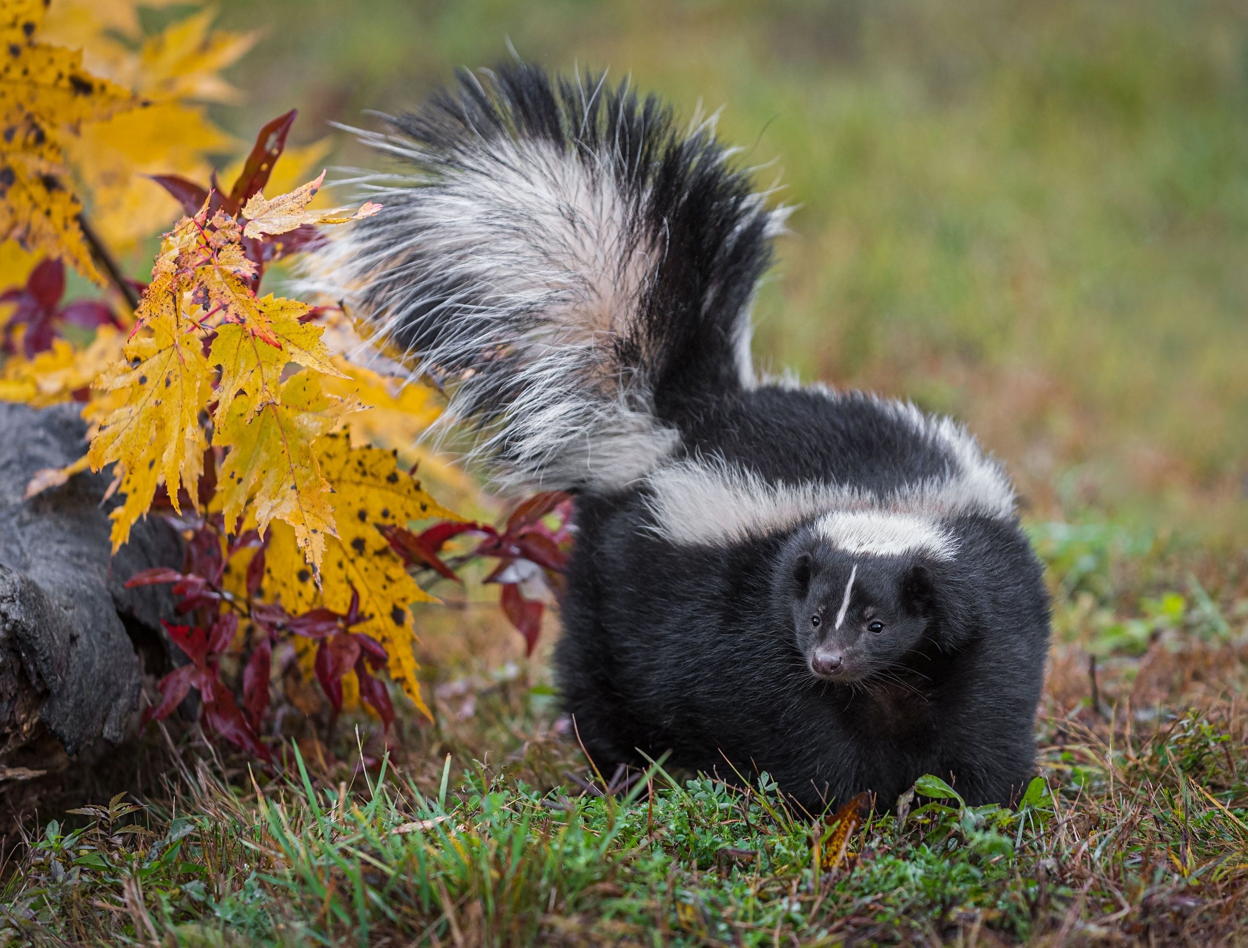 skunk in the yard 