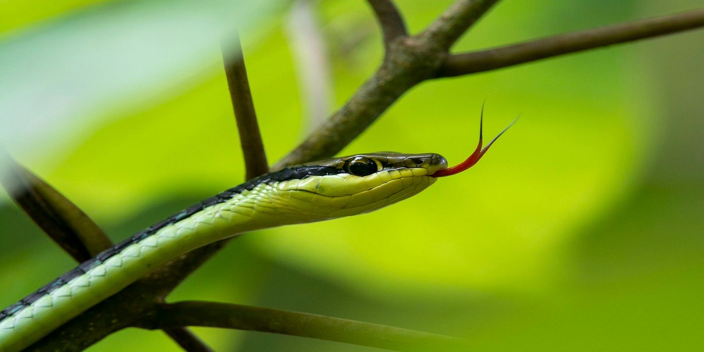 Why Snakes Are Vital for a Healthy Ecosystem