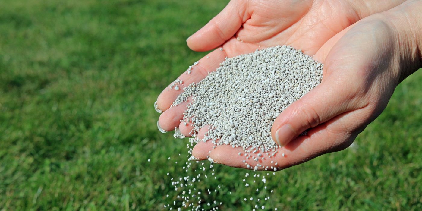Spreading fertilizer on a lawn by hand