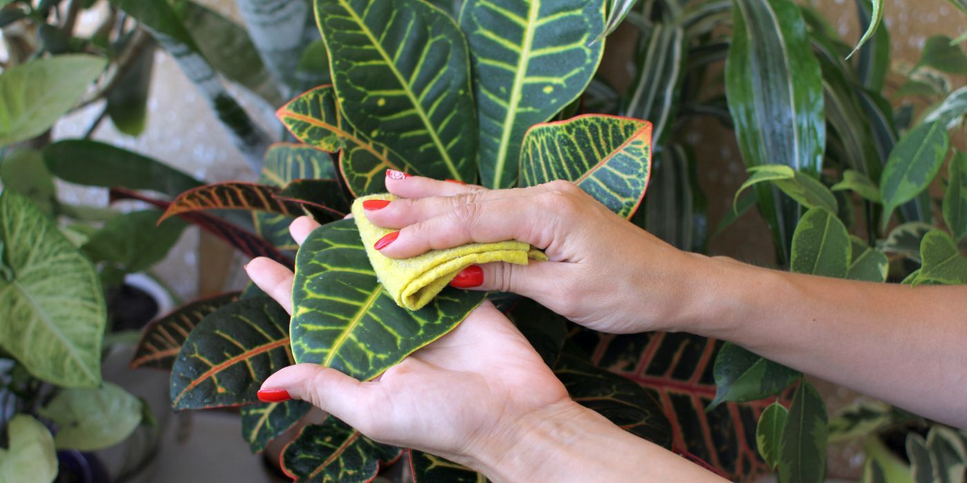 Spring Cleaning Checklist How to Clean Plant Leaves