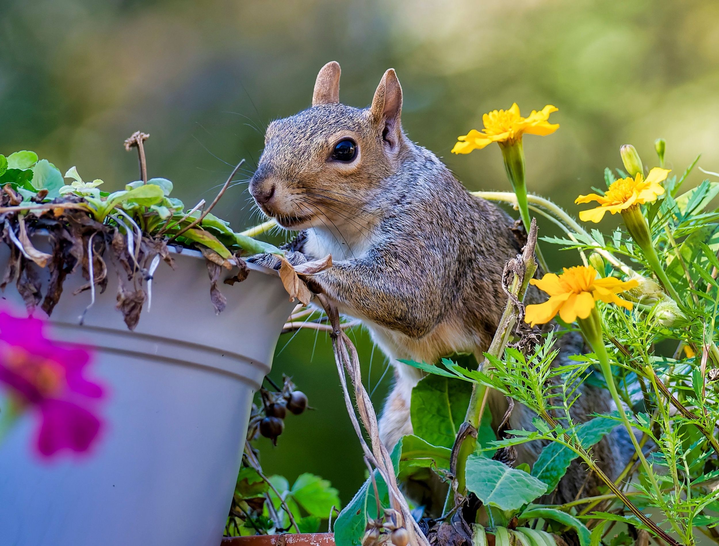 squirrel digging in container garden