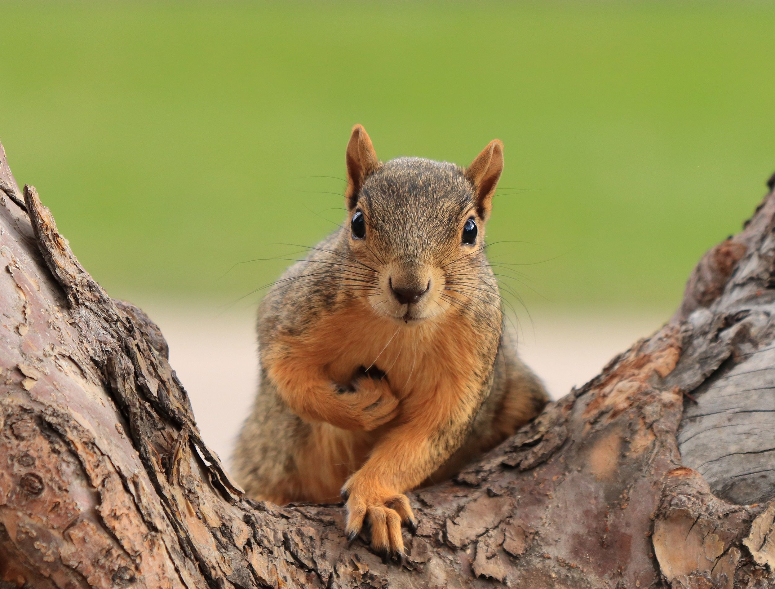 Squirrel in the crook of a tree holding a nut staring at the camera