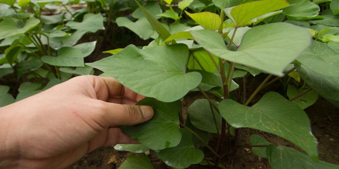 The Versatile Sweet Potato and Its Delicious Uses
