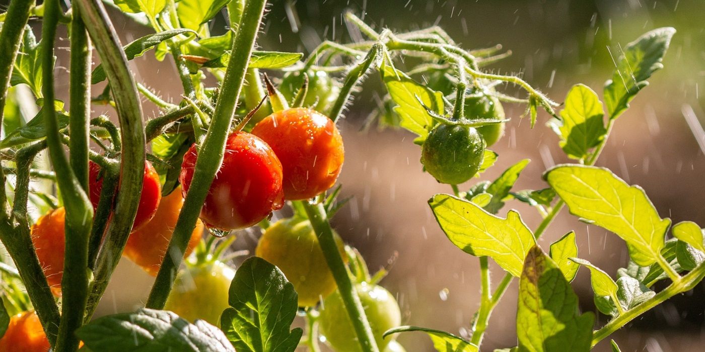 Matching Backyard Vegetables to Your Climate Zone