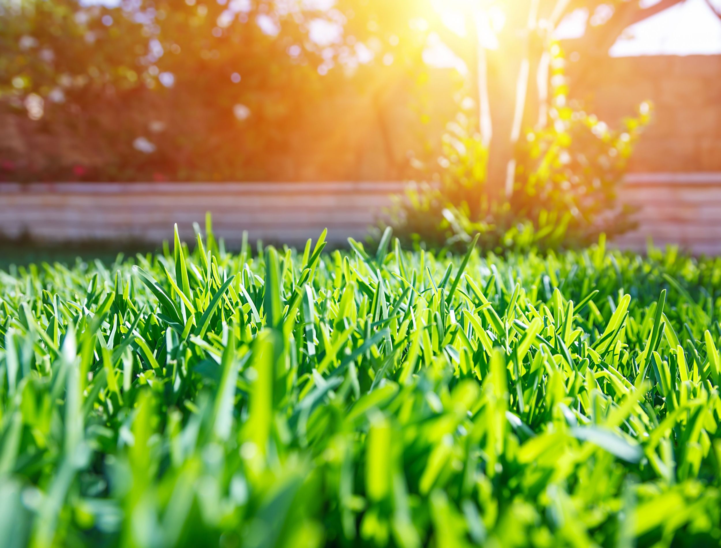 types of grass that can be on your lawn