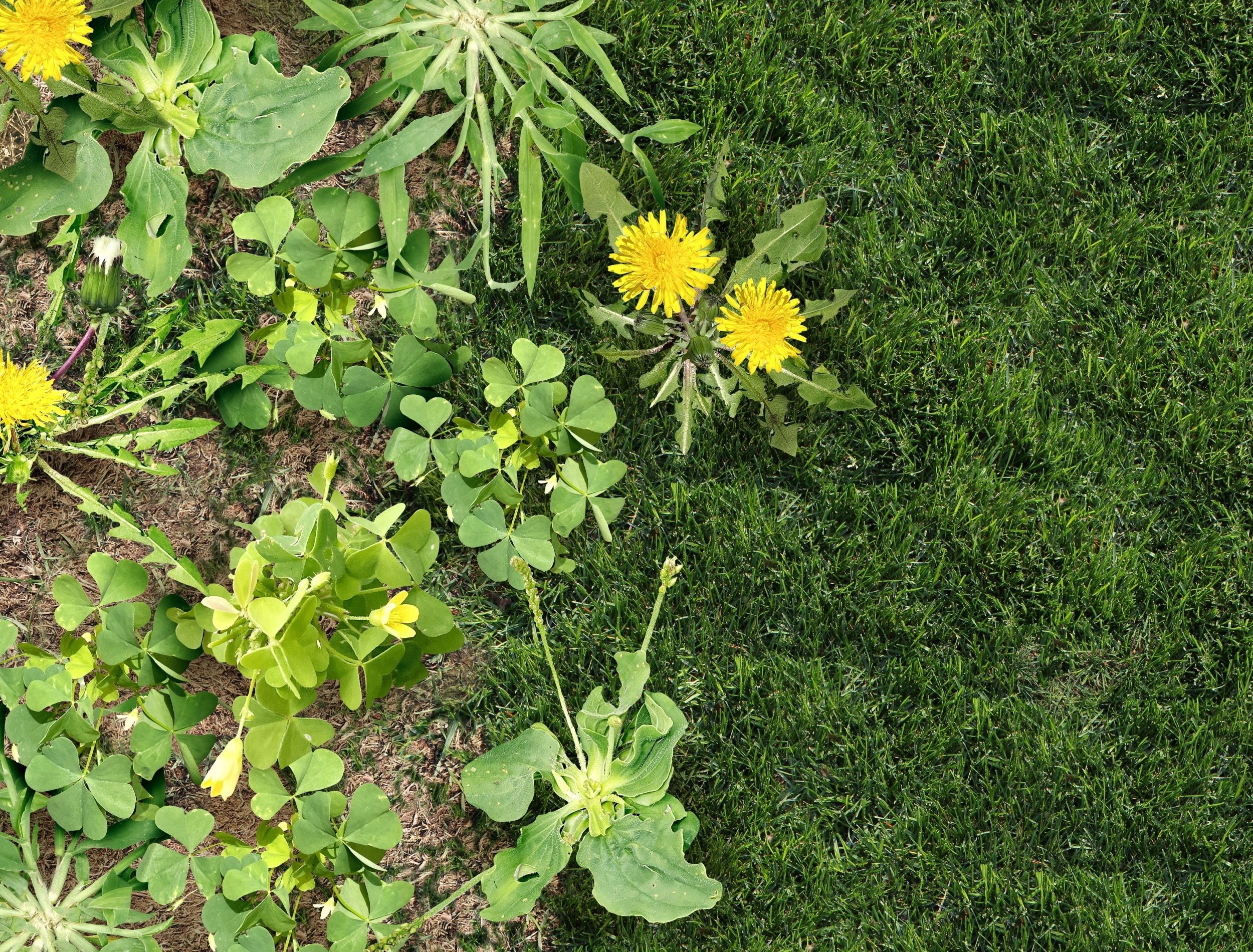 Identifying And Eliminating Common Spring Lawn Weeds