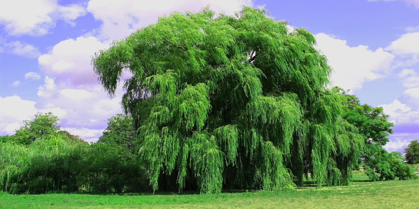 Understanding Weeping Tree Root Damage