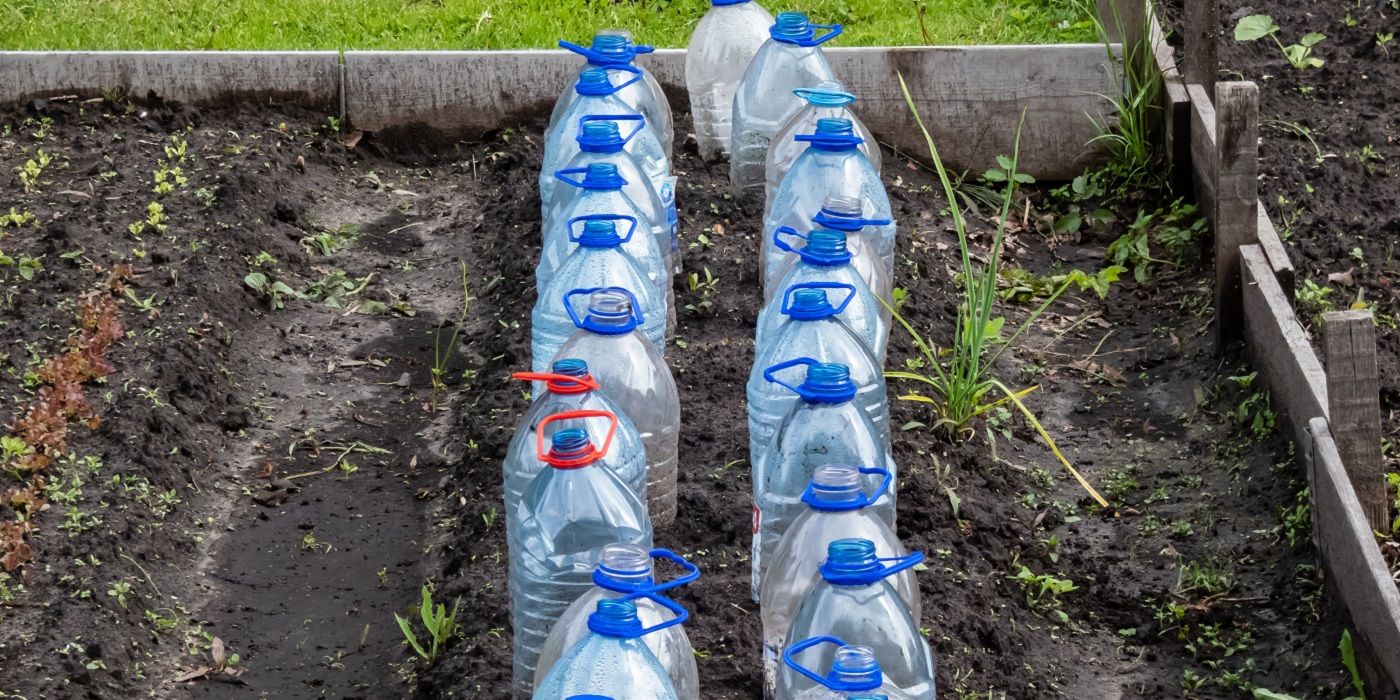 Winter gardening with plastic bottles