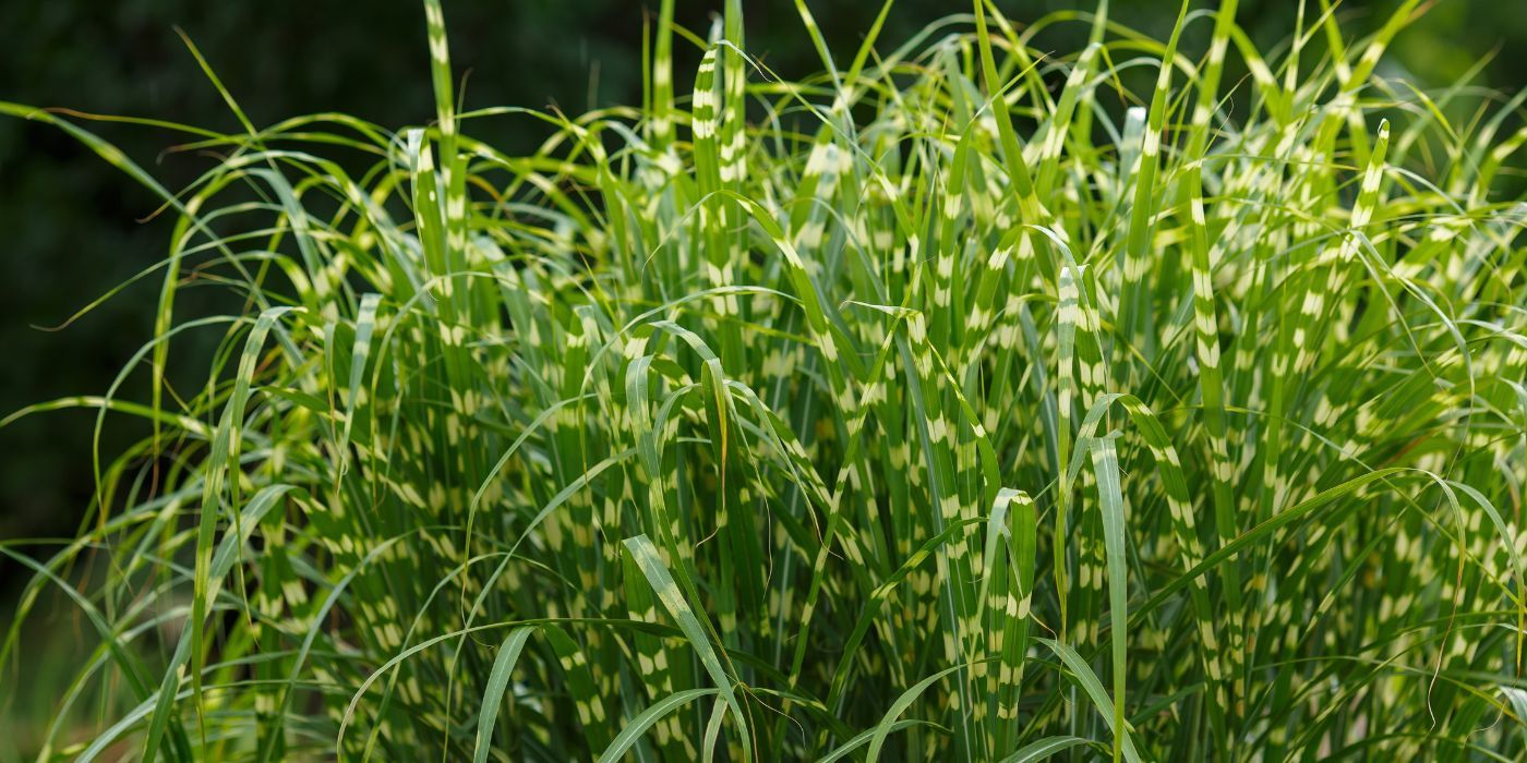 Use 6 Grass Types to Create Colorful Focal Points in the Landscape