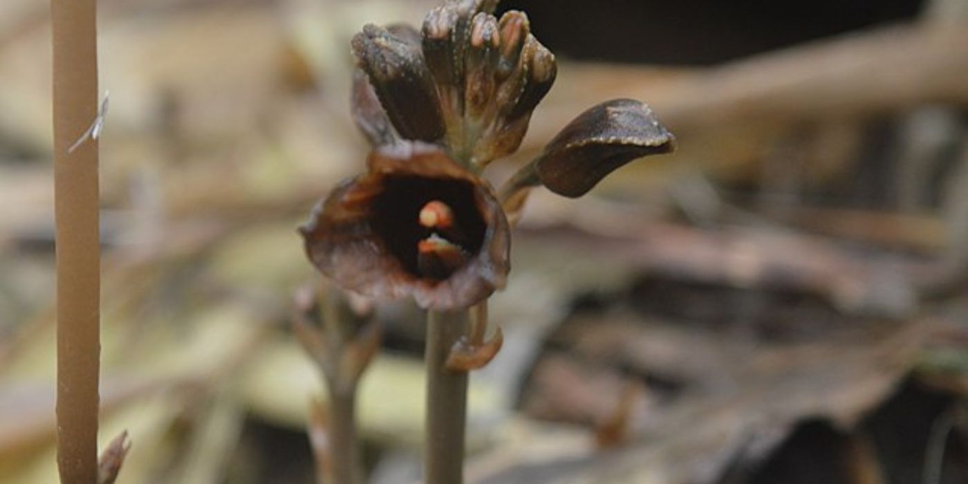 The World's Ugliest Flowers (That You Can't Grow At Home)