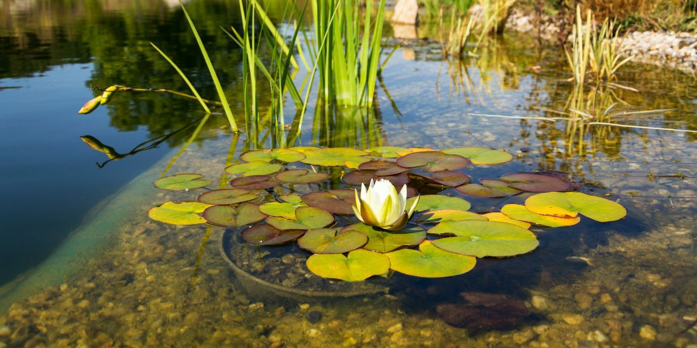 Picking Water Plants For Your Garden Ponds