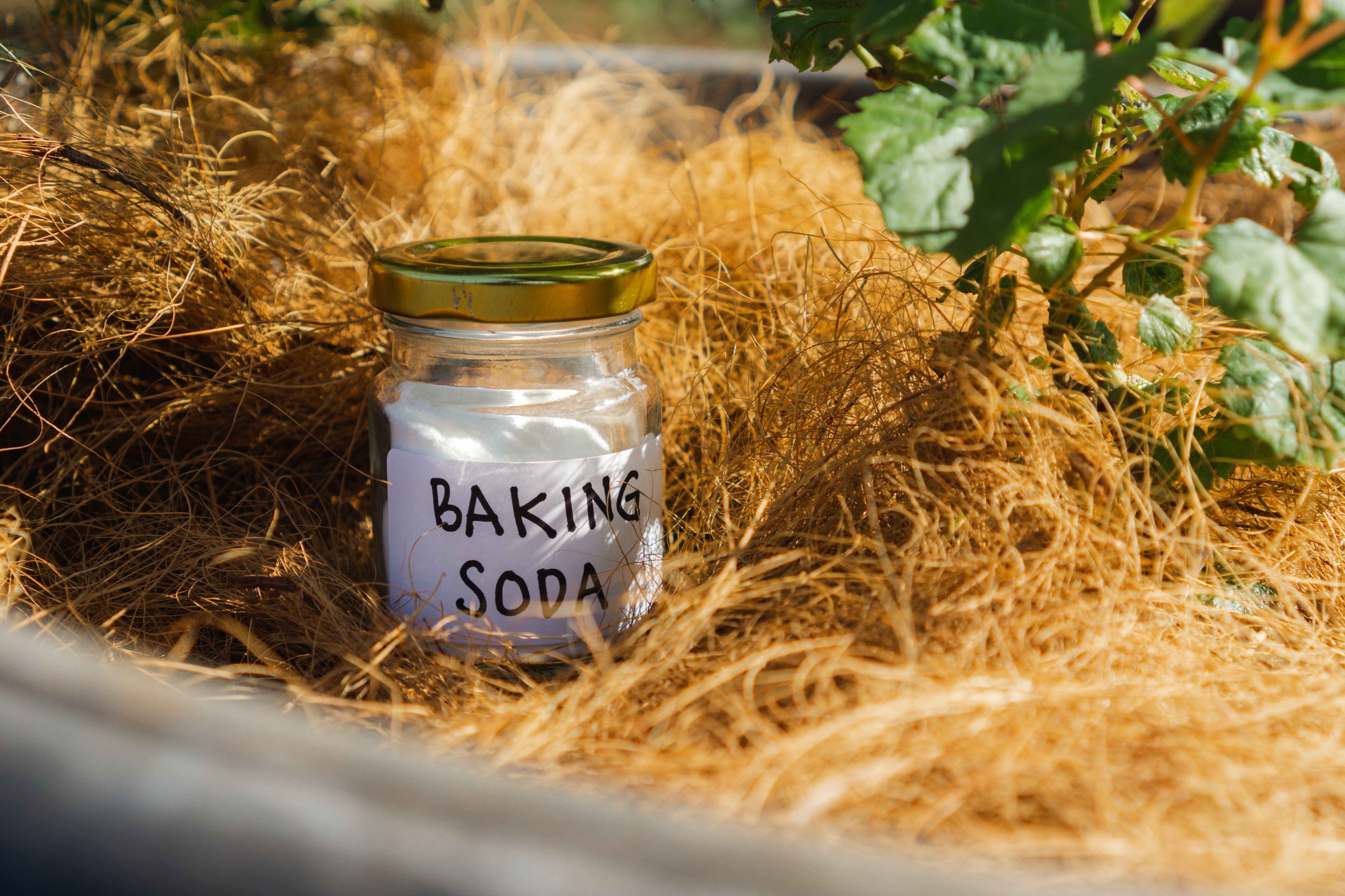 Baking Soda in a Garden 