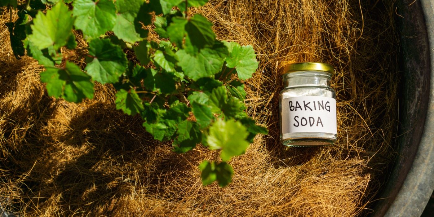 Using Baking Soda to Kills Weeds 8 Ways to Save Your Plants