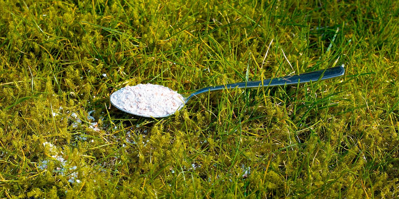 Get Rid of Lawn and Garden Moss With Baking Soda