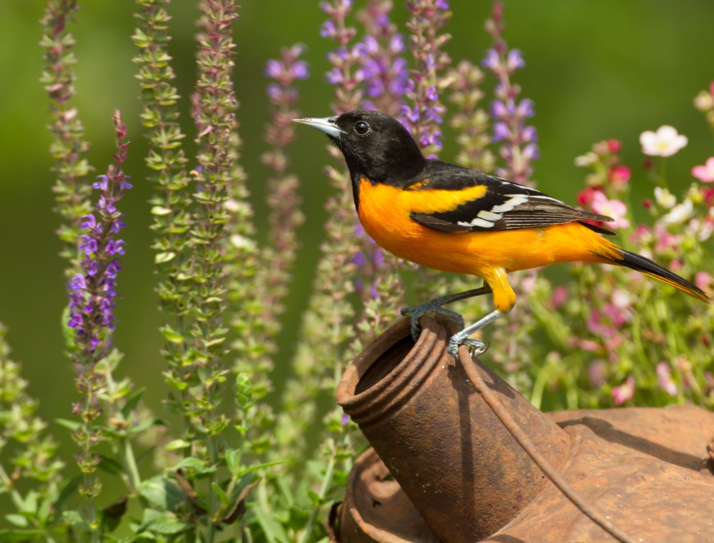 Baltimore Oriole perching on a rusty watering can in the garden