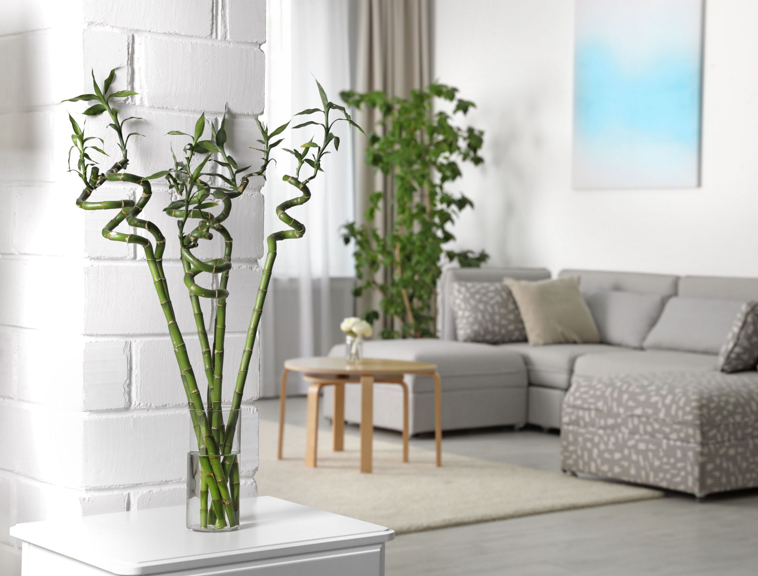 Pollen Free Houseplants 8 Allergy Friendly Plants for Indoor Gardening